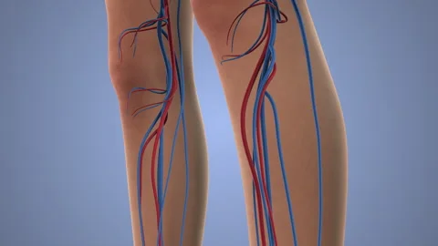 The human body circulatory system Stock Footage 277445050