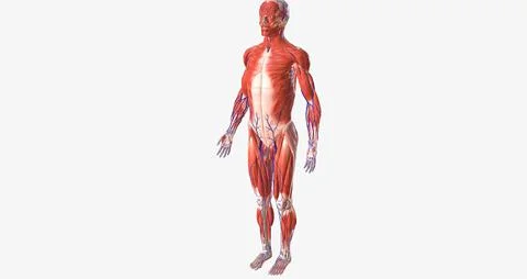 The human body is a complex structure made of thousands of distinct parts. Stock Illustration