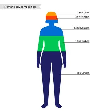 Human body composition Stock Illustration