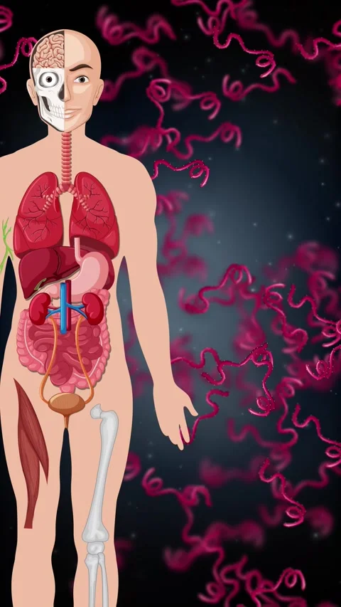 Human Body Diagram with Floating Bacteria and Microscopic Organisms Stock Footage 342471278