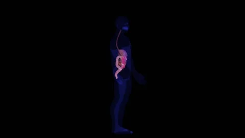 Human body -Digestive system-Intestine and colon- Stock Footage 148652727