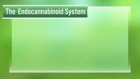 The Human body endocannabinoid system,cb1, and cb2 receives THC, CBN Molecules Stock Footage 120844248