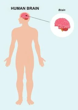Human body with a focus on the brain inside the head Illustrazione stock