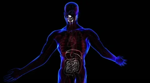 Human body Stock Footage 21893285