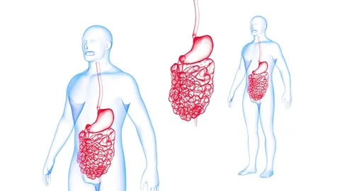 Human Body GI tract X-ray effects Loop Rotation. 3d render Full HD 動画素材 71683840