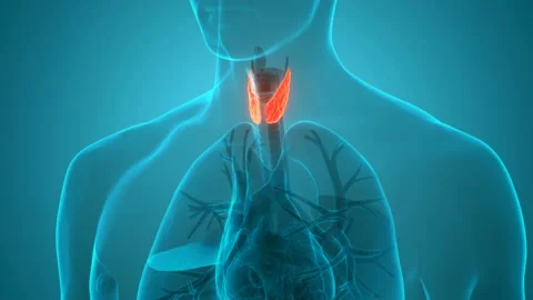 Can Cannabis Help with Thyroid Issues?