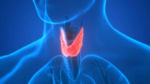 Detailed view - Male THYROID anatomy in ... | Stock Video | Pond5