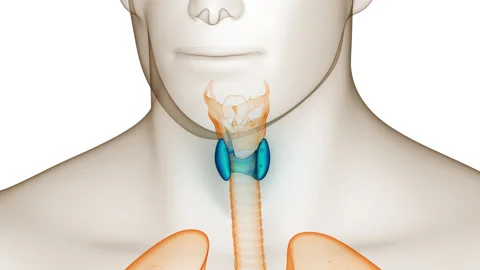Human Body Glands Thyroid Gland Anatomy Animation Concept 動画素材 281261789