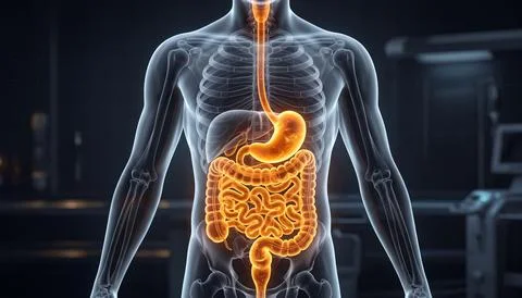 Human body with glowing digestive system representing healthy digestion. Stock Illustration