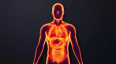 Human body with glowing internal organs against dark background symbolizing.. Stock Illustration