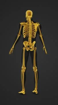 Human body with highlighted bones anatomy Illustrazione stock