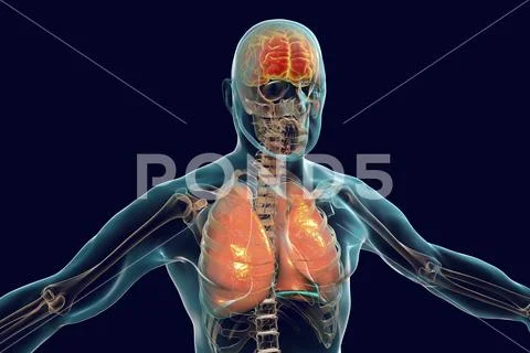 Human body with highlighted brain and lungs Stock Illustration