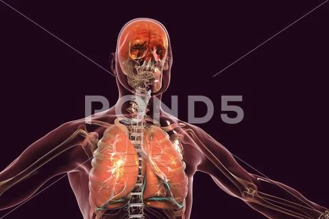 Human body with highlighted brain and lungs Stock Illustration