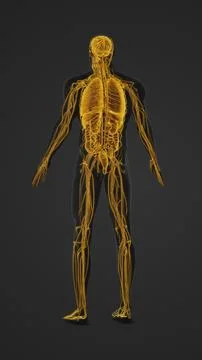 Human Body with Highlighted Organs and Nerves Anatomy Ilustração Stock