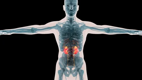 The Human Body Highlighting the Kidneys and Urinary System Anatomy Stock Footage 344798616