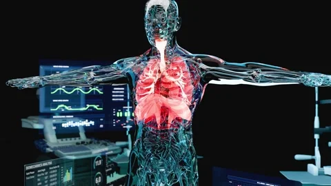 The Human Body Highlighting the Lungs, Bronchi and Diaphragm, Respiratory System Stock Footage 345064131
