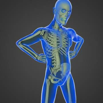 The human body Stock Illustration