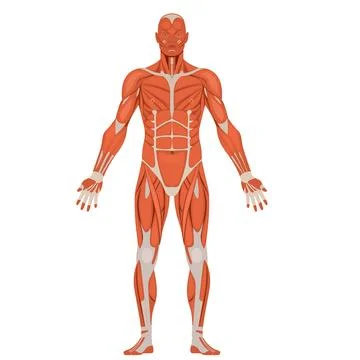 Human Body Stock Illustration
