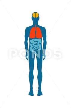 Human Body Infographic Man Vector Illustration Stock Illustration