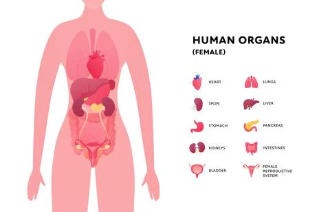 Liver Illustrations ~ Stock Liver Vectors & Clip Art