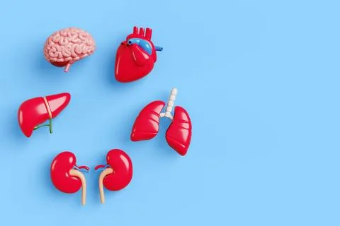 Human body internal organs 3d banner. Medical anatomy poster with brain, heart Illustrazione stock