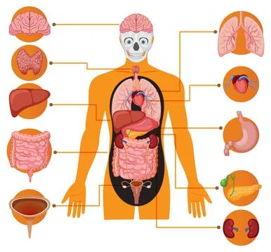 Human Body Internal Organs Educational Vector Diagram Stock Illustration