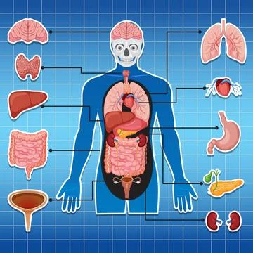 Human Body Internal Organs Educational Vector Diagram 库存插图