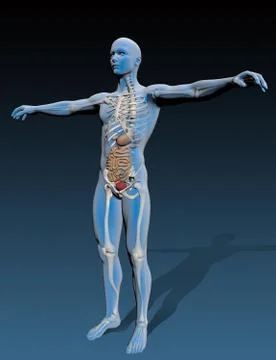 Human body with internal organs Stock Illustration