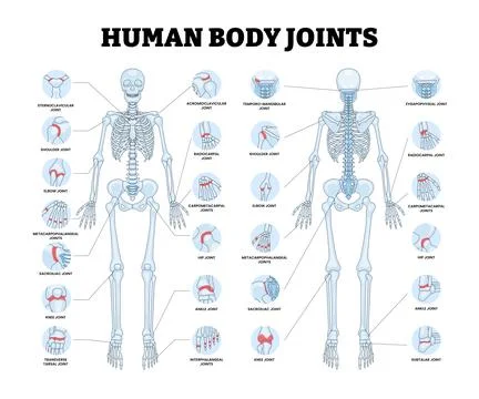 Human Body Joints, Human Skeleton Body Structure Anatomy Back and Front Vie.. Stock Illustration