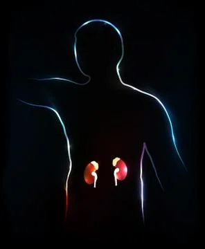 Human body- kidneys Stock Illustration