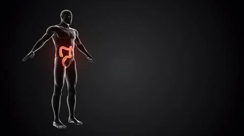 Human body with Large intestine loopable Illustration