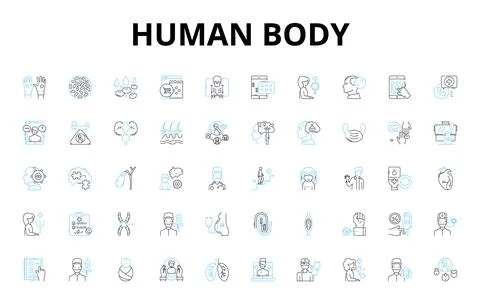 Human body linear icons set. Anatomy, Physiology, Organs, Muscles, Nerves, Bs Stock Illustration