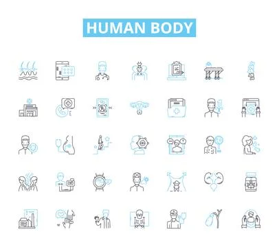 Human body linear icons set. Anatomy, Physiology, Organs, Muscles, Nerves, Bs Stock Illustration