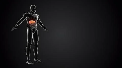 Human body with Liver Ilustración de archivo