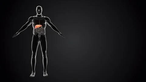 Human body with Liver Illustration