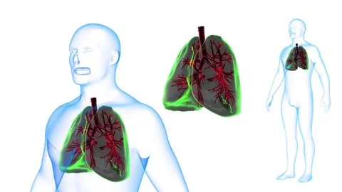 Human Body Lungs X-ray effects Loop Rotation. 3d render 動画素材 71845096