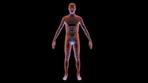 Human body made of contour lines. Scan of man's body. 3d animation render Stock Footage 314288902