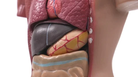 Human Body Model Showing the Internal Organs Closeup 库存影片 116698789
