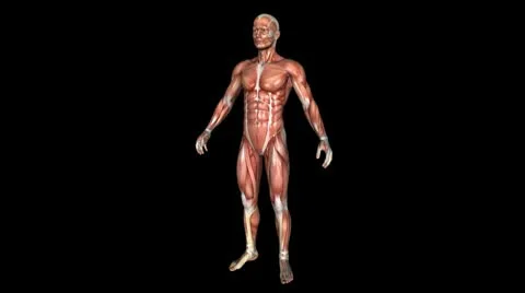 The Human Body Muscle Animation. Loop. Alpha Stock Footage 10736791