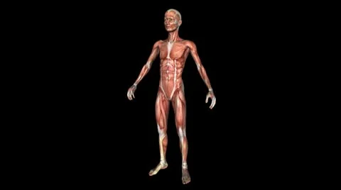 The Human Body Muscle Animation. Loop. Alpha Stock Footage 10736796