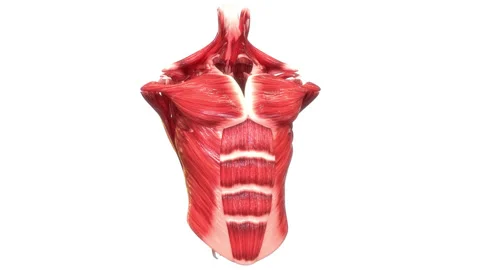 Human Body Muscular System Torso Muscles Anatomy Animation Concept 動画素材 163966098