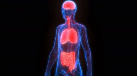 Human Body Organs (Brain, Lungs, Large and Small Intestine with Kidneys) 動画素材 68979458