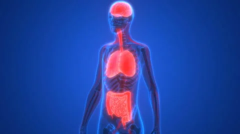 Human Body Organs (Brain, Lungs, Large and Small Intestine with Kidneys) Stock Footage 68979499