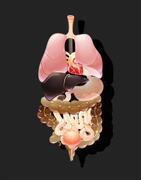 Human body organs, general view, organs location Stock Illustration