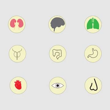 Human body organs Stock Illustration