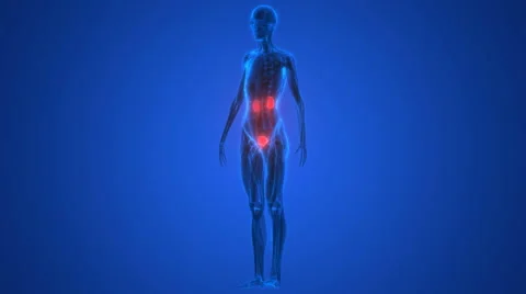 Human Body Organs (Kidneys with Urinary Bladder) Stock-Footage 68979355