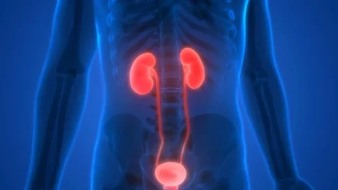 Human Body Organs (Kidneys with Urinary Bladder) Video stock 70035211
