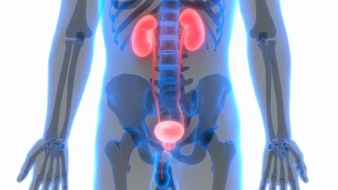 Human Body Organs (Kidneys with Urinary Bladder) Видео 70501477