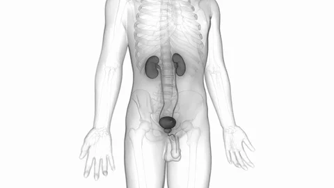 Human Body Organs (Kidneys with Urinary Bladder) Video stock 81500745