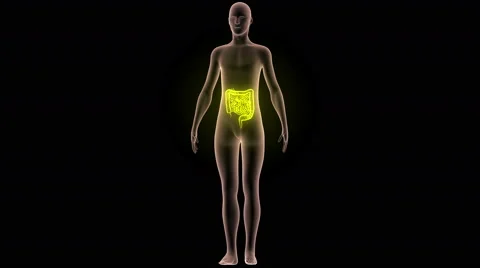 Human Body Organs (Large and Small Intestine) Anatomy 库存影片 65783132